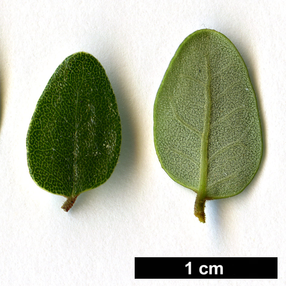 High resolution image: Family: Nothofagaceae - Genus: Nothofagus - Taxon: solanderi - SpeciesSub: var. cliffortioides